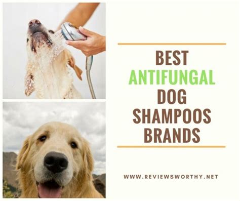 Best Antifungal Dog Shampoos 2019 Medicated And Natural