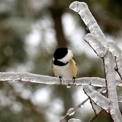 How Do Birds Survive Winter Diy Seattle