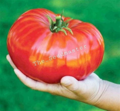 Belgium Monster Tomato Seeds Unusual Rare Fruit Giant Plant Heirloom 50