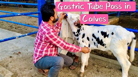 Tube Feeding In Calves Gastric Intubation In Calves Stomach Tubing