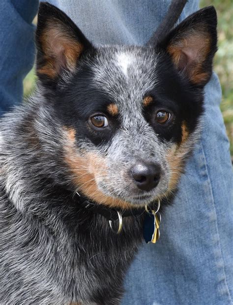 What are the traits of a blue heeler/lab mix? Boxer Blue Heeler Mix Puppies