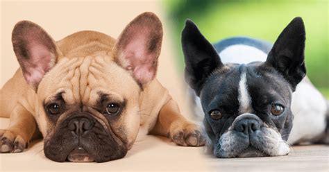 33 French Bulldog And Boston Terrier Difference Pic Bleumoonproductions