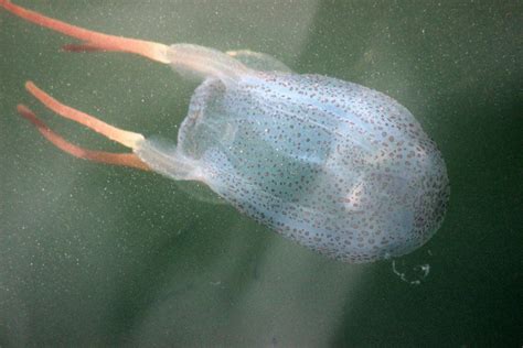 Rarely Seen Venomous Jellyfish Spotted In Manasquan River