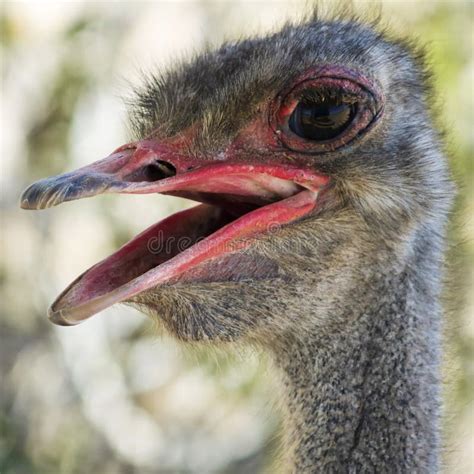 A Close Up Portrait Of A Male Ostrich Stock Photo Image Of Largest