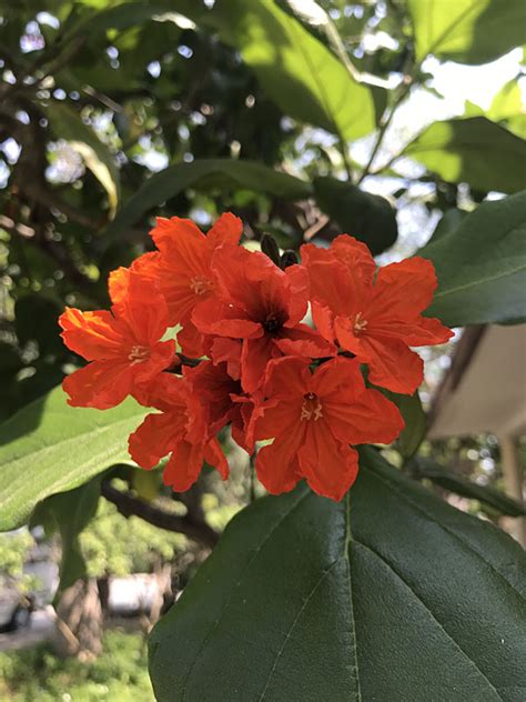 A very striking tree when in bloom, geiger tree is gaining popularity to beautify indian cities. Orange Geiger Tree (sebestena cordia) - Urban Tropicals