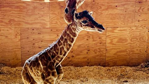 April The Giraffe Gives Birth Animal Adventure Park In New York Says