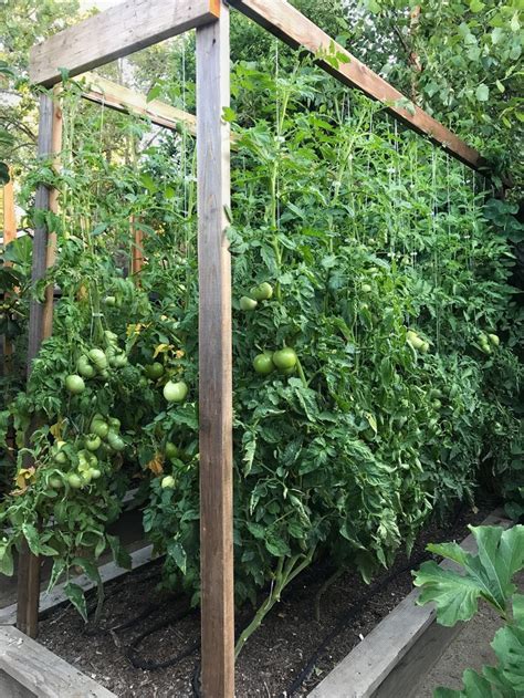 Our Tomato Trellis That I Designed For 2017 Was Our Best Yet In 2020