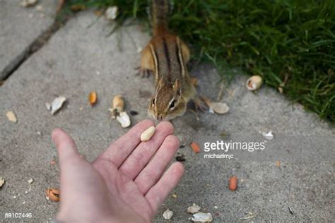 Chipmunk Hands Photos And Premium High Res Pictures Getty Images