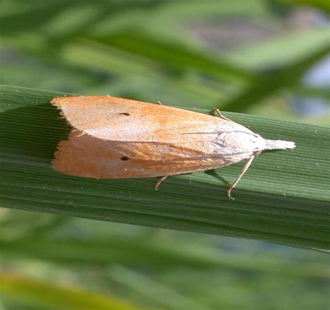 Be aware that inappropriate choices of cover crop species can increase pest populations. RICE INSECT PESTS PICTURES