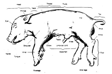 Fetal Pig Dissection External Diagram Quizlet