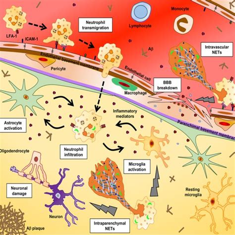 Imaging Bbb Permeability After Stroke—from Microscopic Detection In