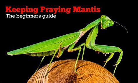 Keeping Praying Mantis As Pets The Beginners Guide Pbs Pet Travel