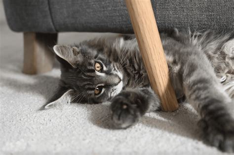 20 Fun And Original Games To Play With Your Cat Or Kitten