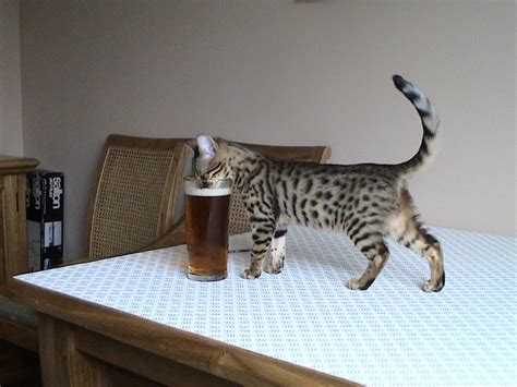Cat Drink Beer Funny Tweek