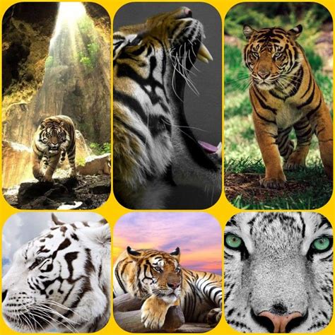 Tiger Wallpaper Collage Wilde Tiere Tiere Katzen