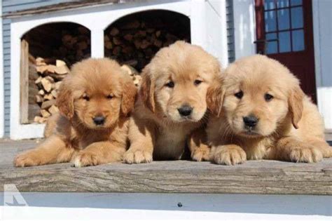 Puppy nipping is one of the most frustrating things about raising a new puppy—their teeth are conclusion. Golden Retriever Puppies For Sale Vt | PETSIDI
