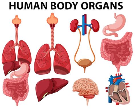 Premium Vector Different Type Of Human Body Organs