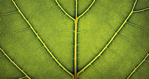 Leaf Macro Macros Nature Leaves Free Desktop Wallpaper Corte Vittorio