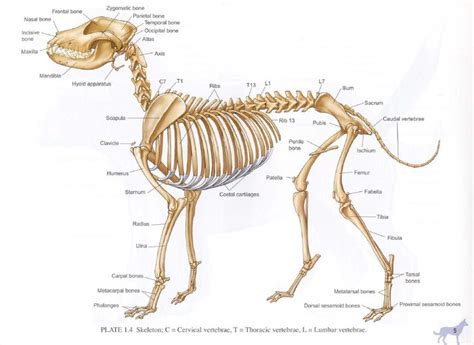 Собаки Анатомия животных Рисовать животных