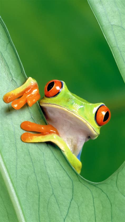 Lots of beautiful and high quality wallpapers! Tree Frog - iPhone 5 Wallpaper - Pocket Walls :: HD iPhone ...