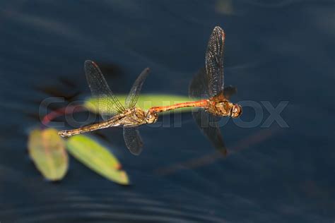 Flying Mating Dragonflies Stock Image Colourbox