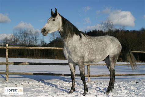 Dapple Gray Horses Breeds And Color W Pictures And Videos