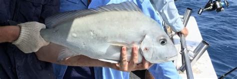 Ciguatera Poisoning And Fishing On The Great Barrier Reef Fishing Cairns