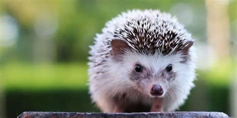 15 Mind Blowing Hedgehogs Facts That You Need To Know