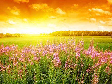 See more ideas about summer, summer season, summer of love. 49+ Wallpaper for Summer Season on WallpaperSafari