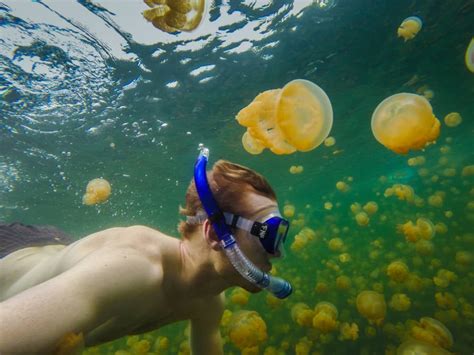 Jellyfish Lake Where Millions Of Golden Jellyfish Danced In The Sun