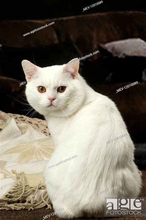 White Manx Cat Indoors Stock Photo Picture And Rights Managed Image