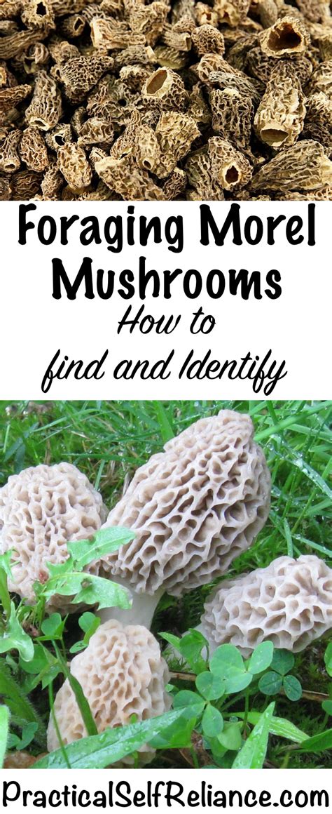 Morel Mushrooms How To Find And Identify Morels — Practical Self Reliance