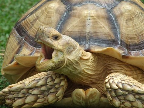 Sulcata Tortoise Facts Critterfacts