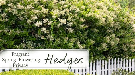 What Is A Fast Growing Evergreen Hedge The Best Hedges For Screening