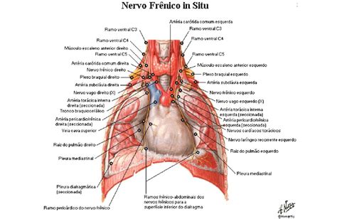 Músculo diafragma Anatomia papel e caneta