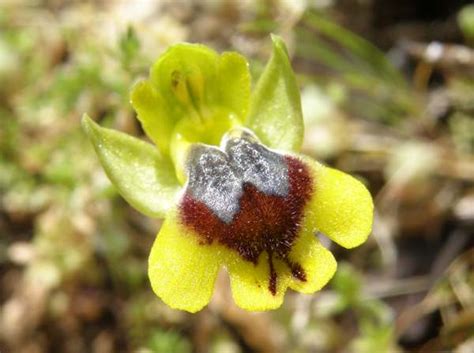 Ophrys lutea subsp. galilaea, Small-flowered Yellow Bee-orchid