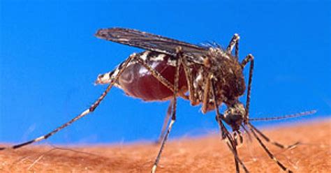 Mosquitoes Never Rest They Rapidly Develop Resistance To Insecticide