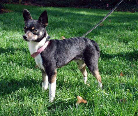 Bullies 2 the rescue headquarters. Dog for adoption - Oakley, a Rat Terrier & Corgi Mix in ...