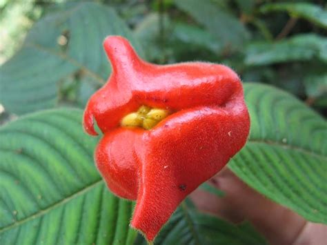 Ritebook: Psychotria Elata or Flower Lips | The Kissable Flower