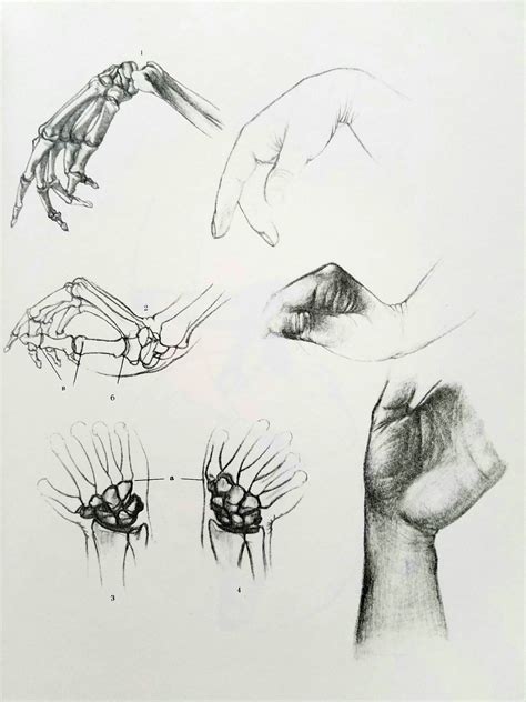 Cliquez Ici Pour Découvrir Comment Dessiner Les Mains Anatomie Male
