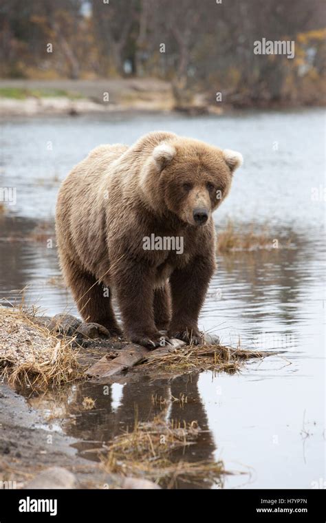 Grizzly Bear Ursus Arctos Horribilis On Shore Katmai National Park