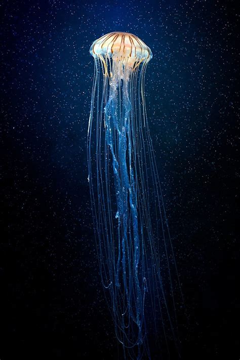 Beautiful Jellyfish Hd