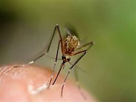 Toronto Has Recorded Its First West Nile Positive Mosquito Of The Year