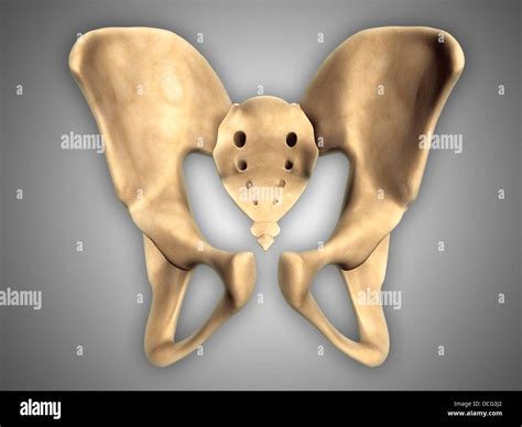 Anatomía De Los Huesos De La Pelvis Humana Fotografía De Stock Alamy