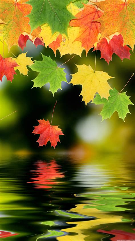 Colorful Autumn Maple Leafs Iphone Hd Wallpaper🍁 Iphone Wallpapers