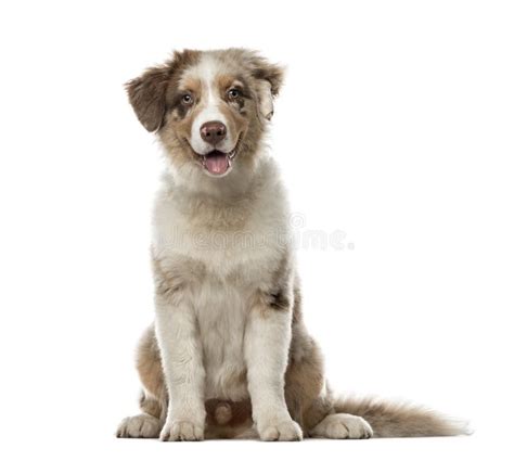 Puppy Australian Shepherd Sitting 4 Months Old Stock Photo Image Of