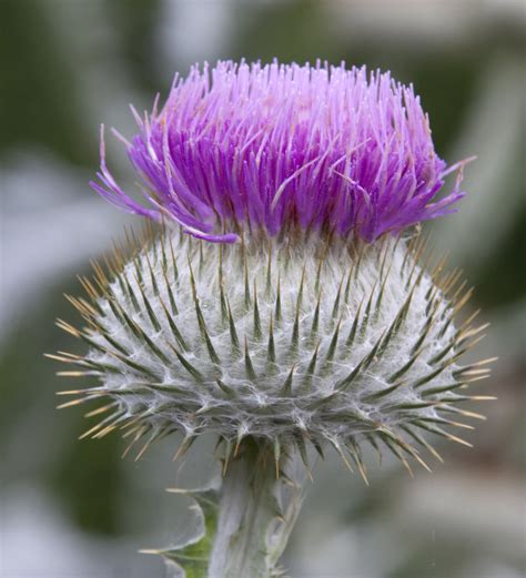 Filethistle Flower 4907295629