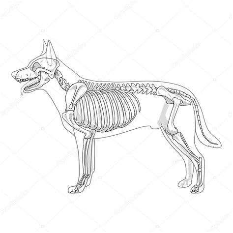 Dog Skeleton Veterinary Vector Illustration Stock Illustration By