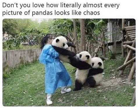 don t you love how literally almost every picture of pandas looks like chaos meme subido por