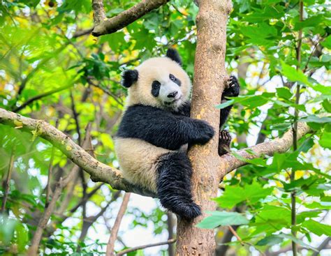 Ground News Popularity Of Giant Pandas Does Not Protect Their Neighbors